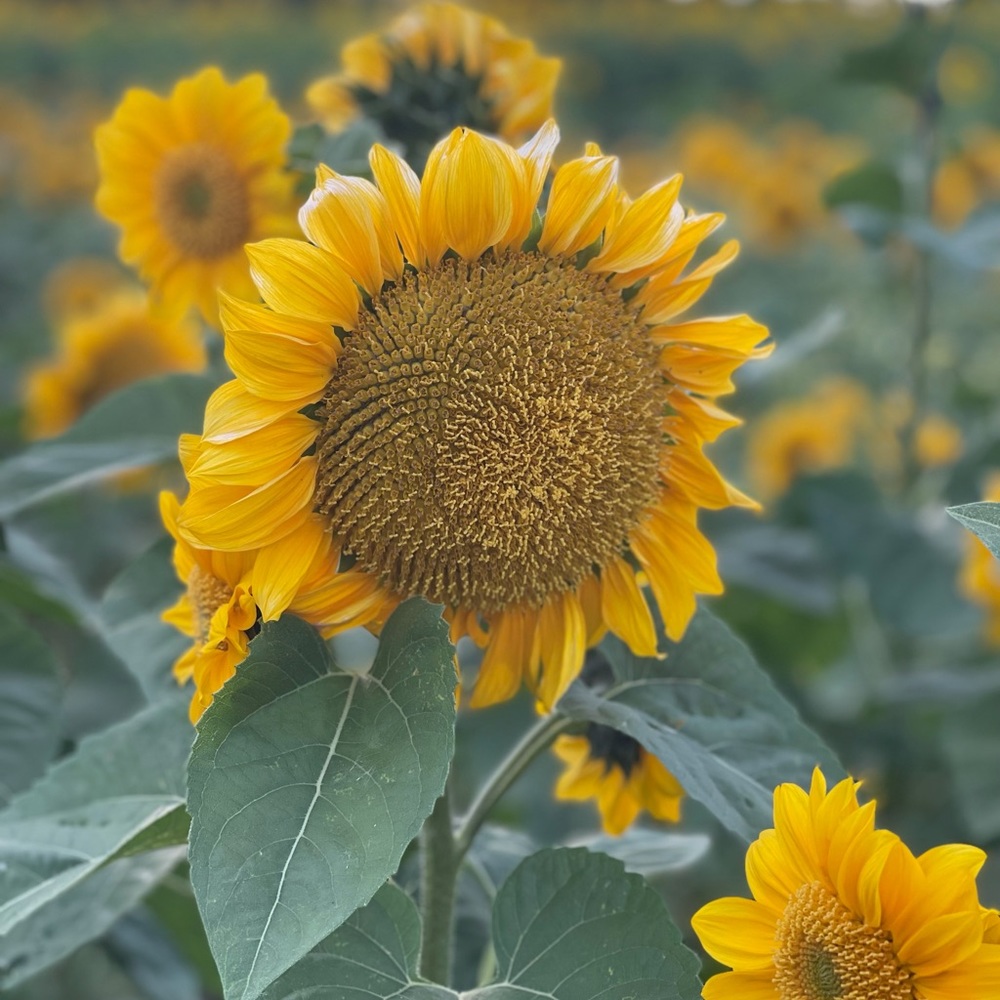 Meet your Posher, Michelle